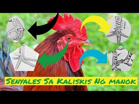 13 Senyales sa Kaliskis Ng Manok .